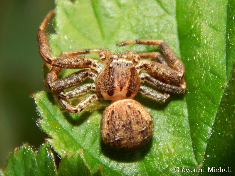 Xysticus sp., giovane maschio - Arluno (MI)